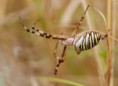 /album/araneidae/argiope-bruennichi-5-filtered-jpg/